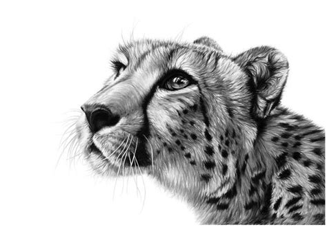 Simple Cheetah Drawing