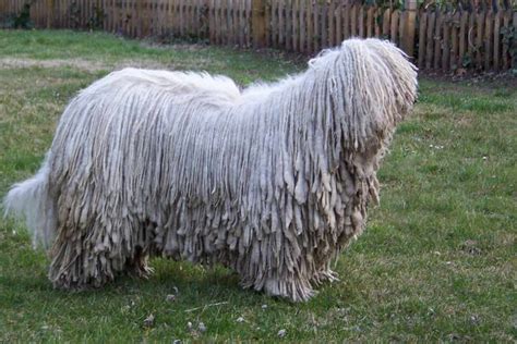 Komondor | Dog Breeds Facts, Advice & Pictures | Mypetzilla UK