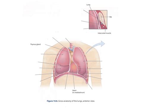 Figure 10.8 Gross anatomy of the lungs Quiz