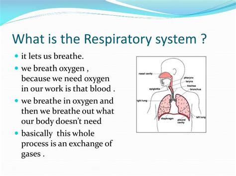 PPT - The Respiratory System PowerPoint Presentation - ID:2439774