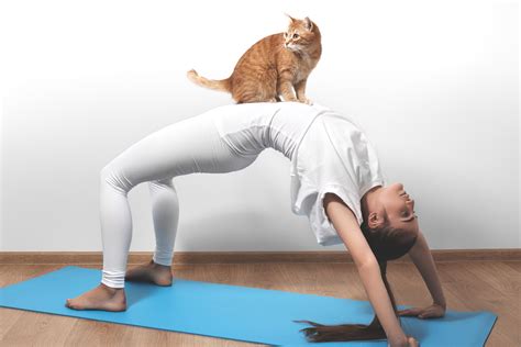 Cat yoga comes to London