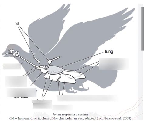 bird air sacs Diagram | Quizlet