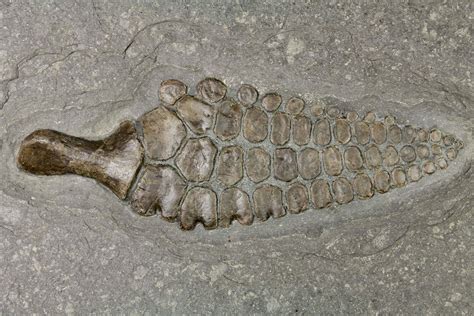 Ichthyosaur Fossils For Sale - FossilEra.com