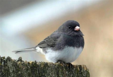 Dark-Eyed Juncos: Meet the Family Tree | Cute birds, Chickadee, Backyard birds