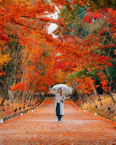 Kyoto in Autumn | Best Spots for Catching Fall Foliage