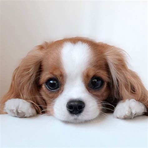 Tiniest-Cavalier-Puppy-Nessa | Cute dogs, Cute little puppies, Baby dogs