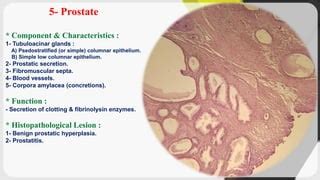 Histology (histology of male genital tract) | PPT | Free Download