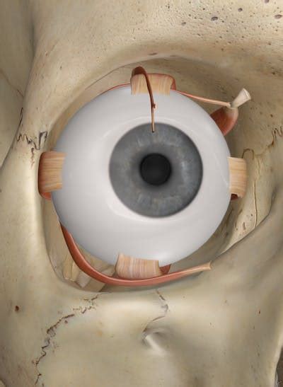 The Muscles of the Eye: Anatomy and 3D Illustrations