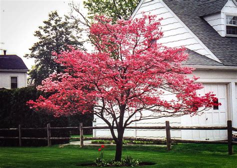 Cherokee Chief Dogwood Tree | Dogwood trees, Red dogwood, Pink dogwood tree