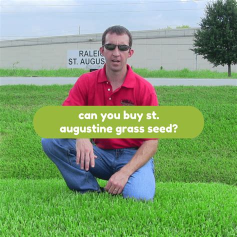 Can You Buy St. Augustine Grass Seed Houston Grass South