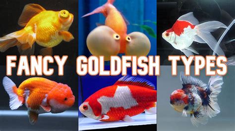 Fancy Goldfish | 20 Types To Know - YouTube