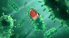 Rabies virus - Wikipedia