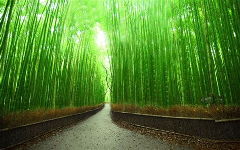 Download Bamboo Forest in HD Wallpaper - GetWalls.io