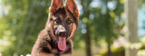 The Best German Shepherd Dog Names | Purina