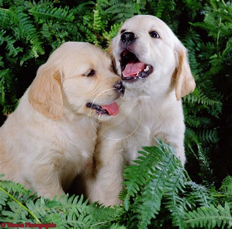 Perro Labrador, perfecta combinación de amor y servicio – Educar a un perro