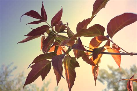 Maple Leaves Free Stock Photo - Public Domain Pictures