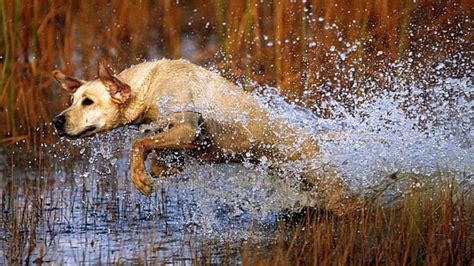 HD wallpaper: adult yellow Labrador retriever, dog, grass, flowers, walk, pets | Wallpaper Flare
