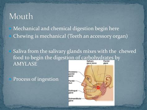 PPT - Digestion PowerPoint Presentation, free download - ID:2432884