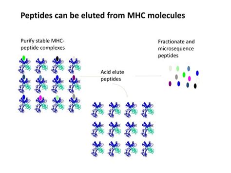 Major Histocompatibility complex & Antigen Presentation and Processing ...