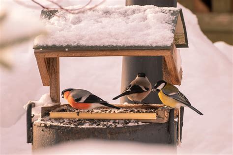 5 Types Of Bird Feeders (And What They’re Good For)