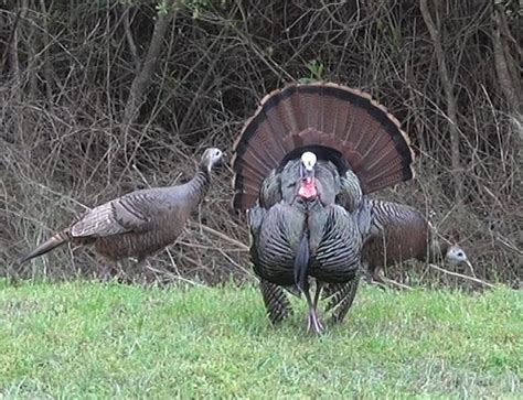 Osceola Turkey Photo’s | Florida Turkey