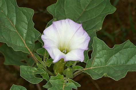 Flower Homes: Datura Flowers