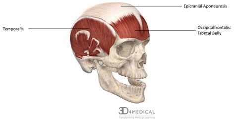 Muscles – Advanced Anatomy 2nd. Ed.