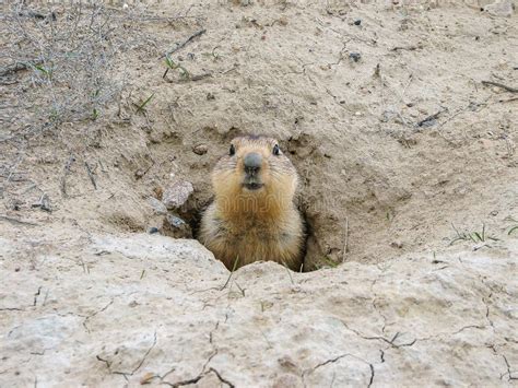 Groundhog after Hibernation, Baikonur, Kazakhstan Stock Image - Image ...