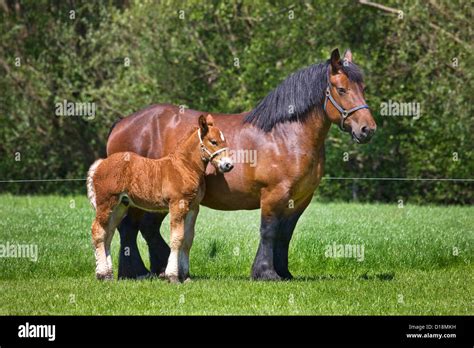 Draft horse hi-res stock photography and images - Alamy