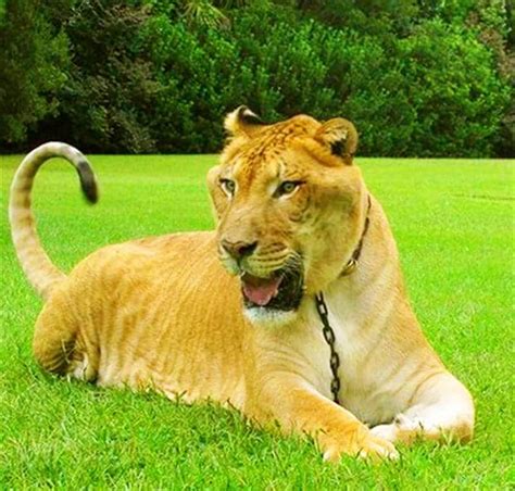 Liger - The Hybrid Cross breeding of Lion & Tigress | Tiger facts, Big animals, Zonkey