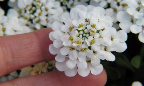 Candytuft: Easy-Growing Perennial Border Plants | Epic Gardening