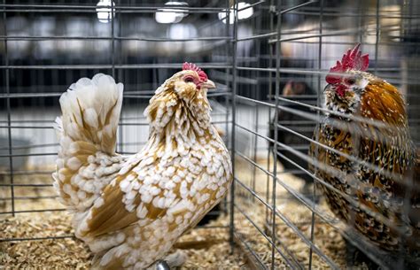 Cute animals from the Pa. Farm Show - pennlive.com