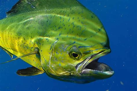 Mahi-Mahi Fish: Habitat, Diet, Life Cycle, and Facts - FishOnTips