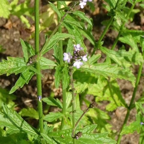 Vervain (Verbena officinalis) seeds