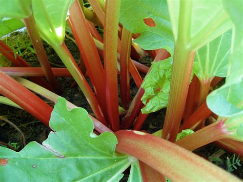 rhubarb - Berkeley Horticultural Nursery Berkeley Horticultural Nursery