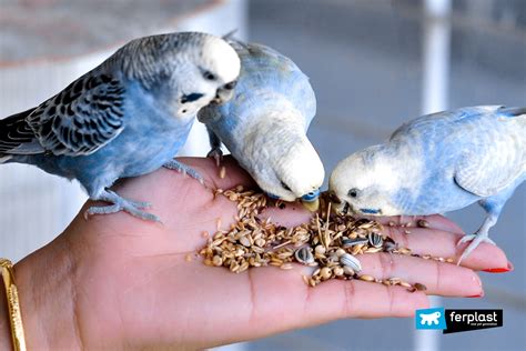 Budgies And Cockatiels: Correct Nutrition, Tips on How to Feed them