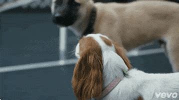 Big Dog Breeds GIFs - Find & Share on GIPHY