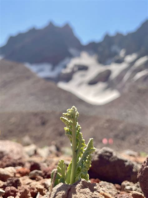 New Alpine Populations of Pumice Moonwort Discovered - Institute for Applied Ecology