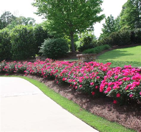 pink flowers are in the middle of a flower bed near a paved walkway and ...