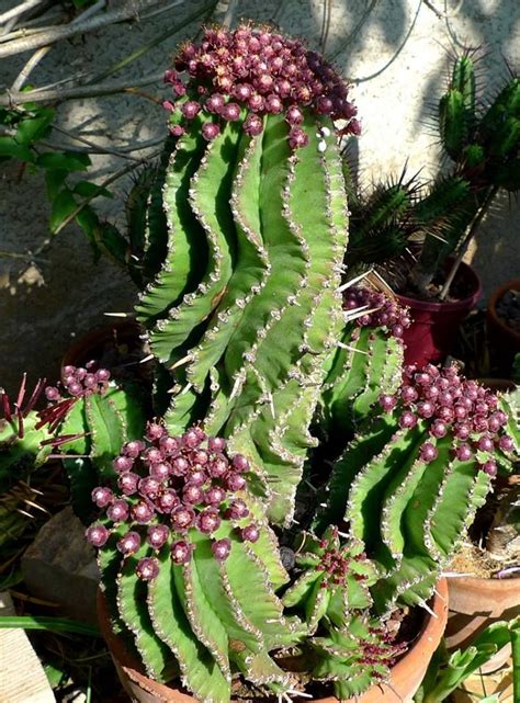 Succulents, Succulent landscaping, Succulent gardening