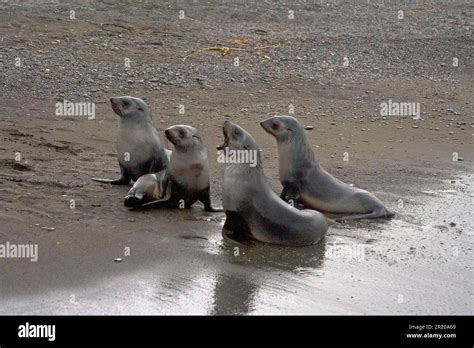 Kerguelen fur seal, Kerguelen fur seal, Antarctic fur seal, Antarctic ...