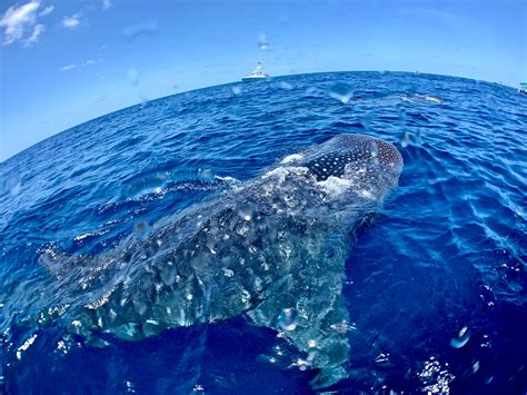 Swimming with Whale Sharks in Mexico - Newsweek