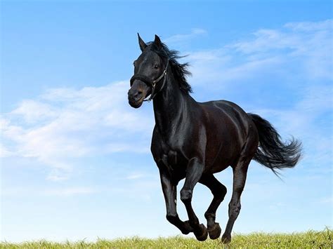 Black Horse Running