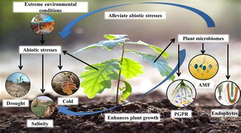 Agronomy | Free Full-Text | Mechanisms and Strategies of Plant Microbiome Interactions to ...