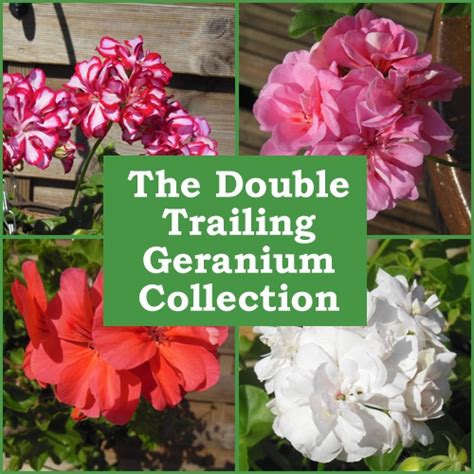 Plug Plants | Double Trailing Geranium Collection | Babyplants