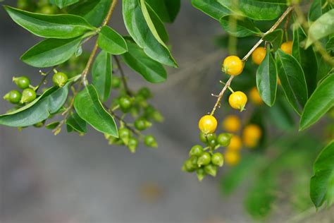 How to Grow & Care for Duranta Plant (Golden Dewdrops)