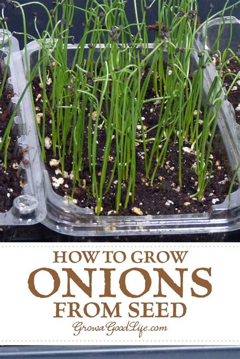 How To Grow Onions From Seed | OnePronic