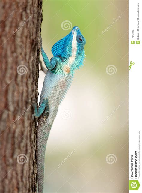 Blue crested lizard stock photo. Image of climbing, lizard - 19847822