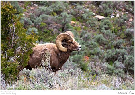 Ovis Canadensis Canadensis by Erael71 on DeviantArt