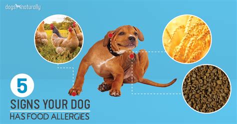 5 Signs Your Dog Has Food Allergies - Dogs Naturally